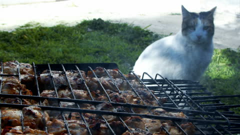 White cat and chicken barbecue