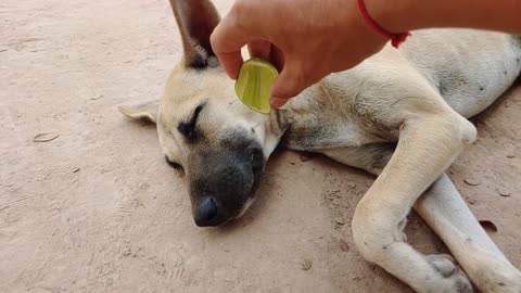 Disciplined dog plays feeding game prank with dog using lemon