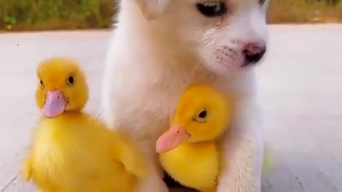 Puppy and her bestie baby duck- cuteness overloaded
