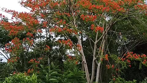 Trees dancing in the wind