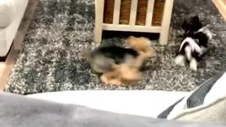 Yorkies chase each other into oblivion!