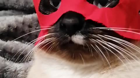 cute cat in a mask
