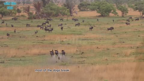 The power pack _. Wild dogs _AMAZING relay hunting strategy