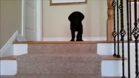 Labradoodle puppy conquers stairs