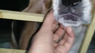 My dog enjoying tickle on Nose