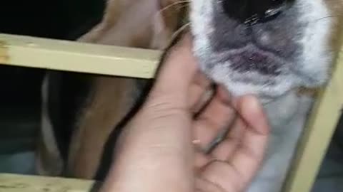 My dog enjoying tickle on Nose