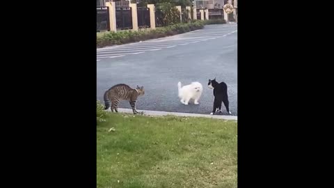 New Funny Animals 😂 Funniest Cats and Dogs Videos