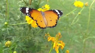 How a Butterfly feed the flower Nectar