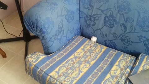 There's a cute fluffy surprise hiding in this sofa