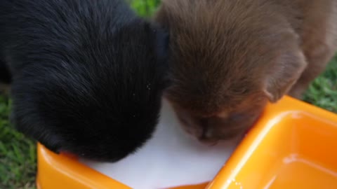 Twins Cute puppy drinking milk in pet plate