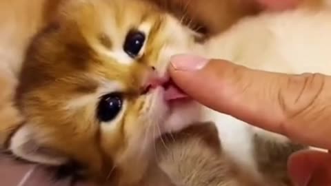 Cuty kitty play😺