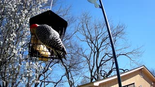 Red Bellied Woodpecker March 29, 2021