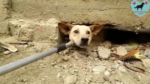 Rescue Homeless Mother Dog and Puppy in a Dirt Cave