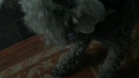 My poodle the killer