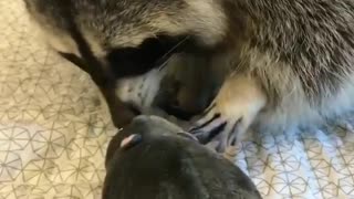 rabbit toy fight with raccoon
