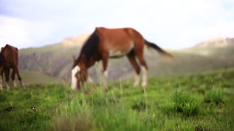 horse eating grass