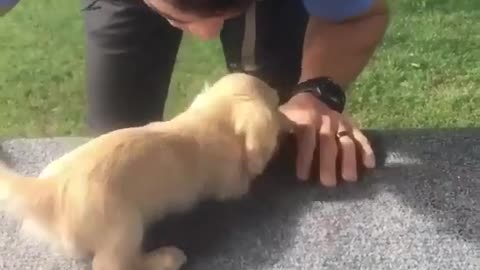 Dog waiting for owner after office