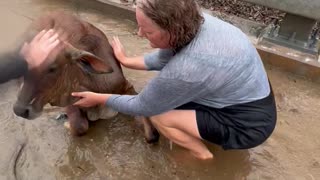 Cows Saved From Cyclone Flooding