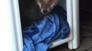 Injured fox found hiding in cat's bed after storm