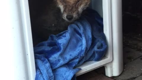 Injured fox found hiding in cat's bed after storm