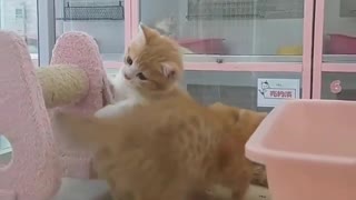 Two kittens playing in funny way