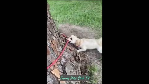 Funny Animal Videos Funniest Cats and Dogs Videos 2024