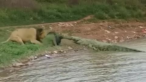 Lion vs crocodile (wow amazing)