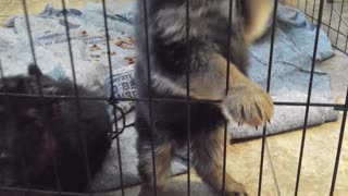 German Shepherd PUPPIES month old DAM CUTE! Jules/Romes puppies PT 5 chewing has started