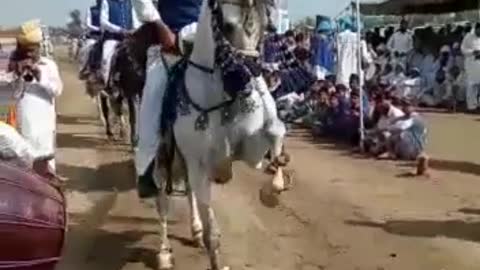Horse dance Pakistan