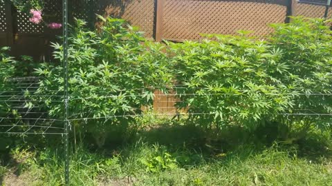 2021 Outdoor Cannabis Garden Tour | Garden Update [#10]