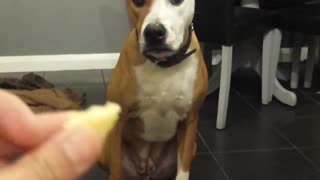 Codicioso gato le roba comida al perro