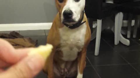 Codicioso gato le roba comida al perro