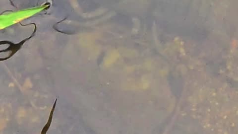 Crayfish in the water / beautiful crayfish in the river.