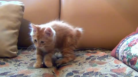 little kitten is playing is mouth