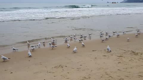 Seagulls in Haeundae