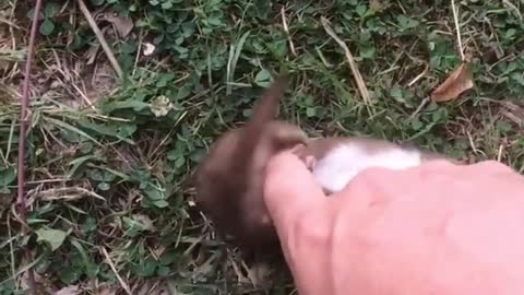 squirrels like to be tickled 😘🤗
