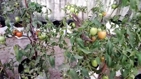 How to grow tomato in a pot at home