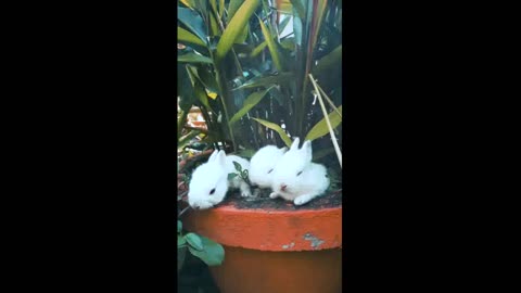 Beautiful Cute Rabbit Video