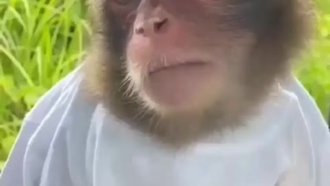 Funny monkeys who like to drink