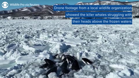 Orcas Trapped In Drift Ice Near Japan Escape