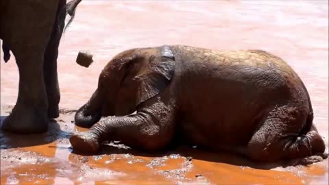 Baby Elephant Playing Alongside River