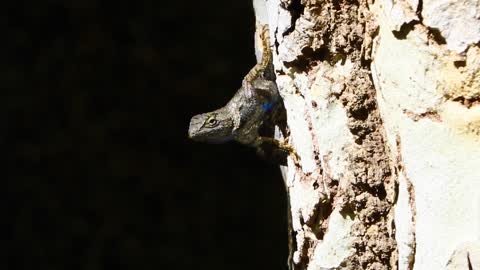 a lizard reacts in the sun watches from a tree