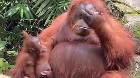 I Accidentally Dropped My Sunglasses In The Orangutan Enclosure