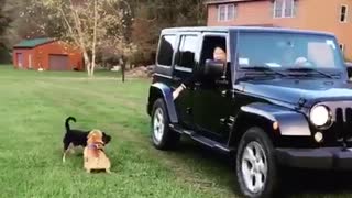 Brown dog falls out of black jeep on lawn