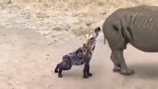 Animals Being Jerk