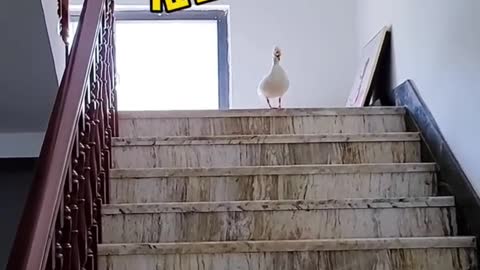 House Pet Duck Daily Life Pt.17