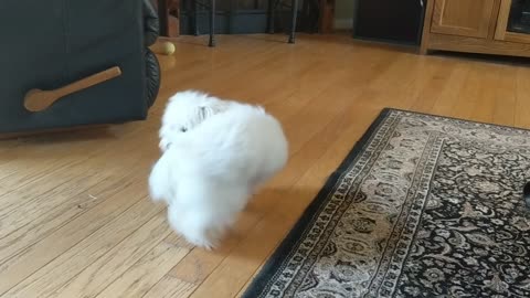 Adorable Pup Chases Tail When No One Else Plays With Her!