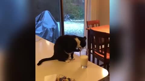 Best Funny Cats Of The Month -Try Not To Laugh