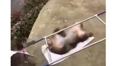 Monkey Helping Patient in Ambulance