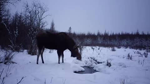 Trailcam. Wild moose came to the watering hole